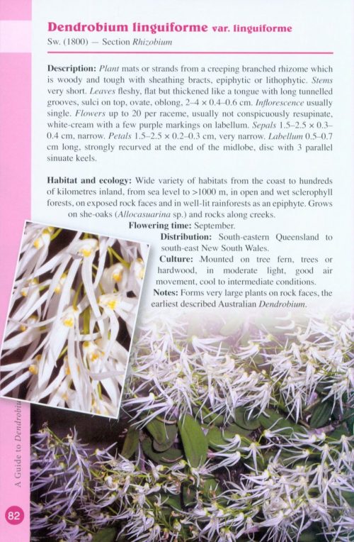 A Guide to Dendrobium of Australia - Image 4