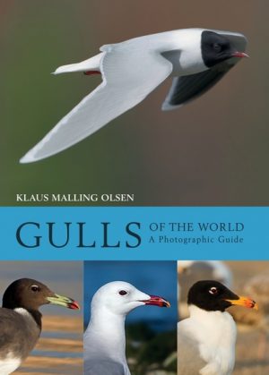 Gulls of the World:  A Photographic Guide