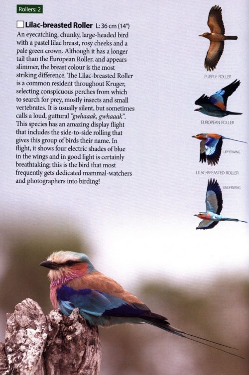 Birds of Kruger National Park - Image 2