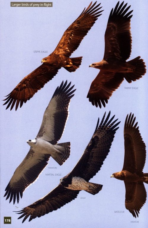 Birds of Kruger National Park - Image 5