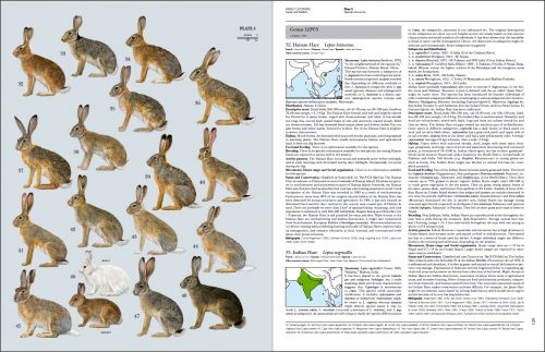 Handbook of the Mammals of the World  I (HMW), Volume 6:   Lagomorphs and Rodents - Image 3