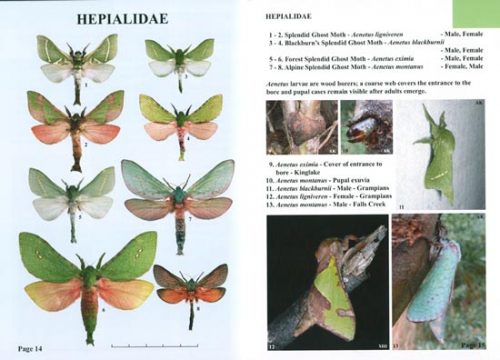 Moths of Victoria: Part Six, Ghost Moths, Hepialidae and Allies - Image 2