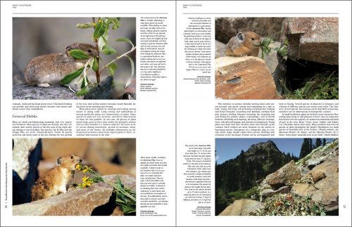 Handbook of the Mammals of the World  I (HMW), Volume 6:   Lagomorphs and Rodents - Image 2