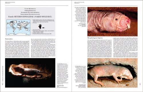 Handbook of the Mammals of the World  I (HMW), Volume 6:   Lagomorphs and Rodents - Image 4
