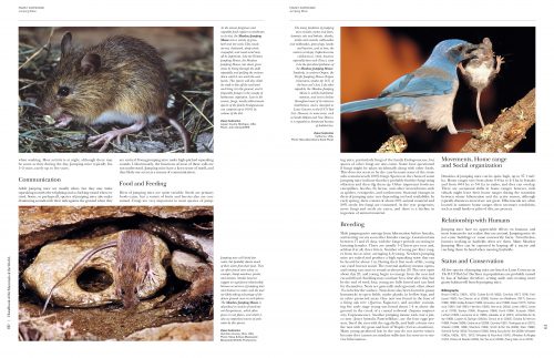 Handbook of the Mammals of the World (HMW), Volume 7:   Rodents II - Image 3