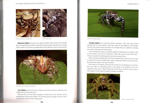 All About Garden Wildlife of Australia - Image 4