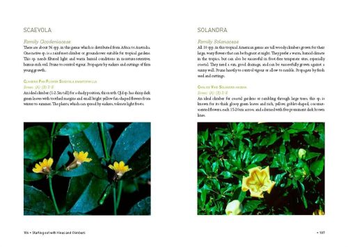 Starting out with Vines and Climbers - Image 3