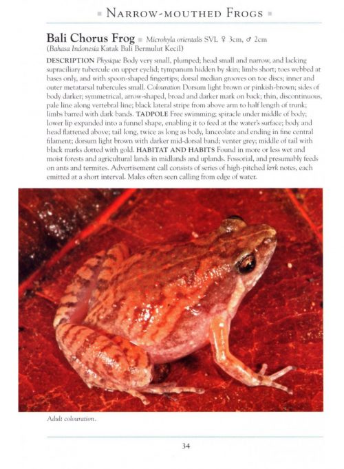 A Naturalist's Guide to the Reptiles & Amphibians of Bali (Second Edition) - Image 4