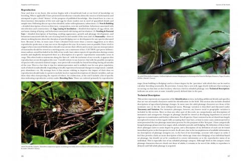 Antpittas and Gnateaters (Helm Identification Guide) - Image 3
