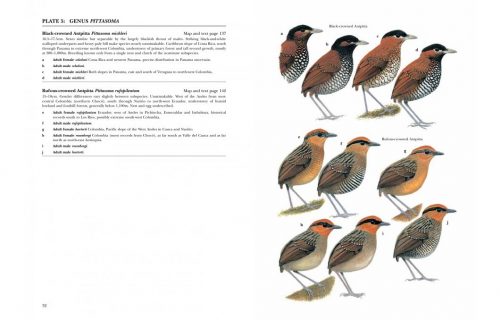 Antpittas and Gnateaters (Helm Identification Guide) - Image 4