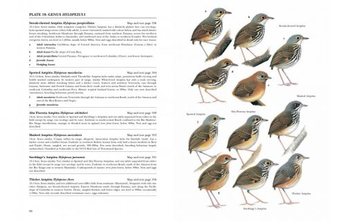 Antpittas and Gnateaters (Helm Identification Guide) - Image 5