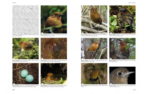 Antpittas and Gnateaters (Helm Identification Guide) - Image 6