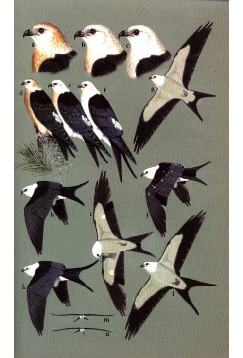 Birds of Prey of the East:  A Field Guide - Image 2