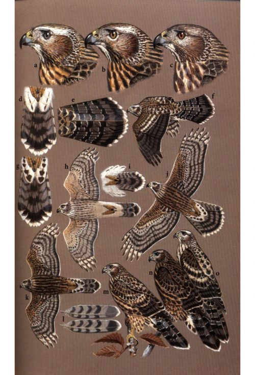 Birds of Prey of the East:  A Field Guide - Image 3