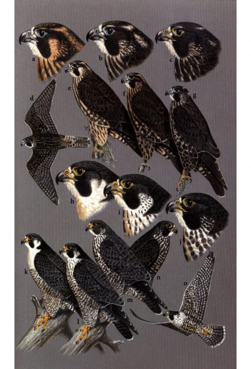 Birds of Prey of the East:  A Field Guide - Image 4