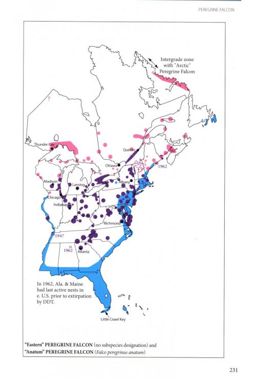 Birds of Prey of the East:  A Field Guide - Image 5