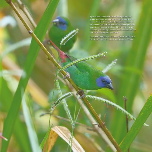 Finches of Australia - Image 2