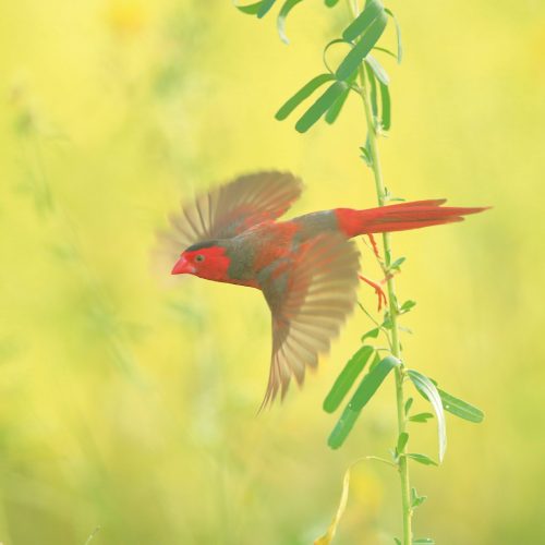 Finches of Australia - Image 3