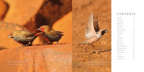 Finches of Australia - Image 6