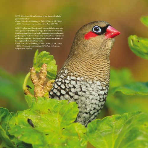 Finches of Australia - Image 7