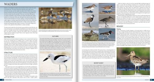 The Marine World:   A Natural History of Ocean Life - Image 5