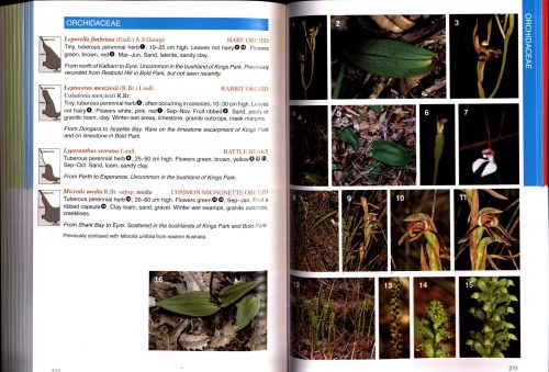 Perth Plants:  A Field Guide to the Bushland and Coastal Flora of Kings Park and Bold Park (Second Edition) - Image 4