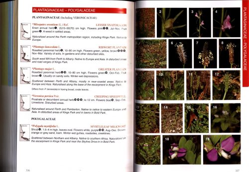 Perth Plants:  A Field Guide to the Bushland and Coastal Flora of Kings Park and Bold Park (Second Edition) - Image 2