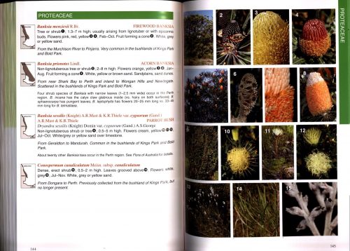 Perth Plants:  A Field Guide to the Bushland and Coastal Flora of Kings Park and Bold Park (Second Edition) - Image 3
