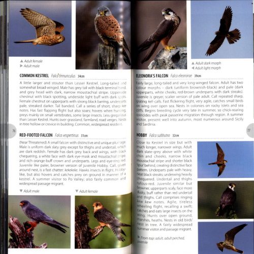 Birds of Italy (Pocket Photo Guide) - Image 4