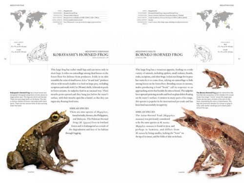 The Book of Frogs: A Life-Size Guide to Six Hundred Species from Around the World - Image 2