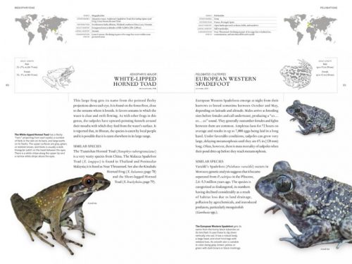 The Book of Frogs: A Life-Size Guide to Six Hundred Species from Around the World - Image 3