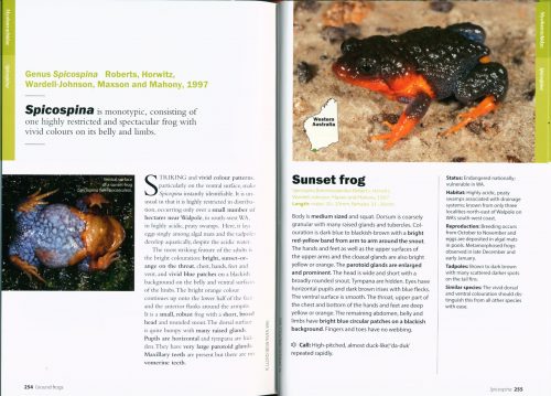 A Complete Guide to Frogs of Australia - Image 4