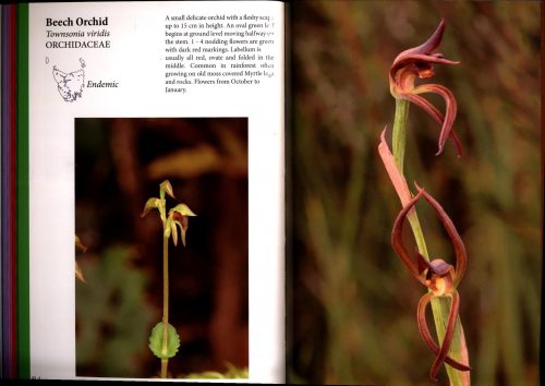 Tasmanian Flowering Plants:  A Field Guide - Image 5