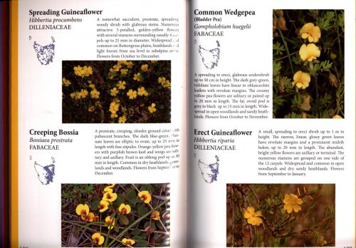 Tasmanian Flowering Plants:  A Field Guide - Image 2