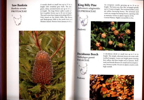 Tasmanian Flowering Plants:  A Field Guide - Image 3
