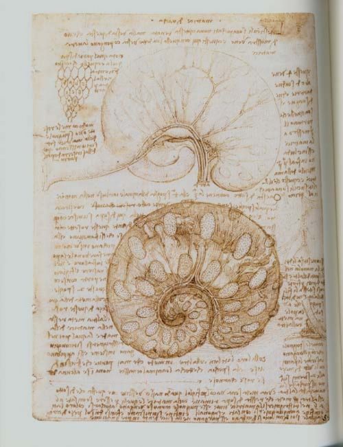 Amazing Rare Things: The Art of Natural History in the Age of Discovery - Image 2