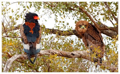 The Empire of the Eagle: An Illustrated Natural History - Image 5