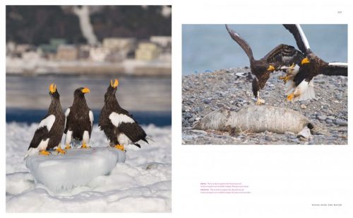 The Empire of the Eagle: An Illustrated Natural History - Image 6