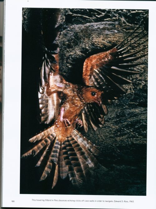 The Splendor of Birds:   Art and Photographs from National Geographic - Image 2