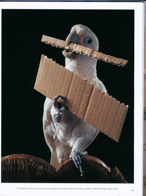 The Splendor of Birds:   Art and Photographs from National Geographic - Image 3