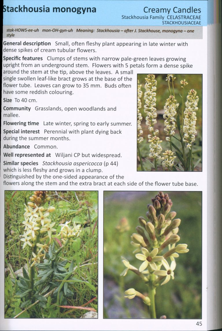 Focus on Flora Native Plants of the Adelaide Hills and Barossa Nokomis