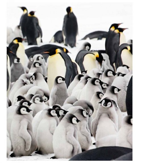 Emperor: The Perfect Penguin - Image 5