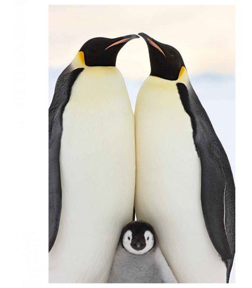 Emperor: The Perfect Penguin - Image 6