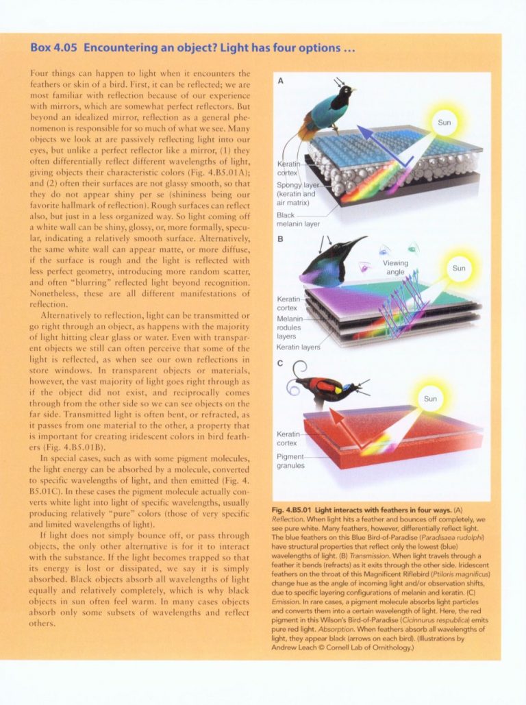 Handbook of Bird Biology (Third Edition) - Nokomis