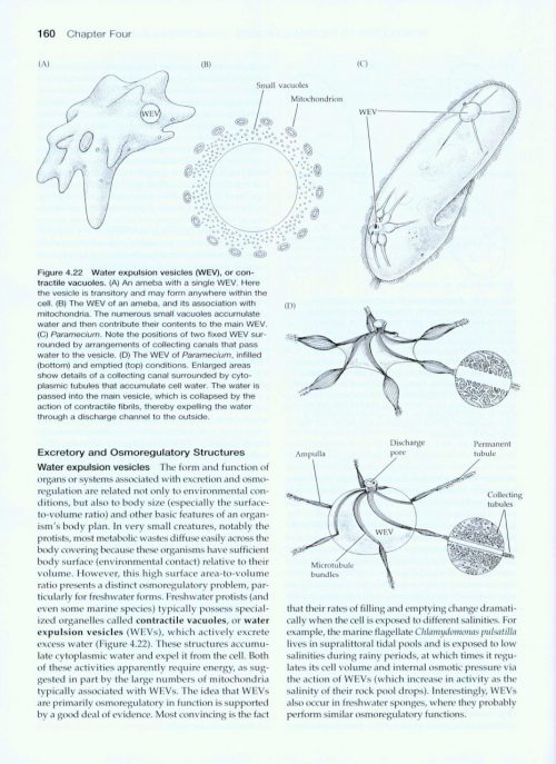 Invertebrates (Fourth Edition) - Image 2