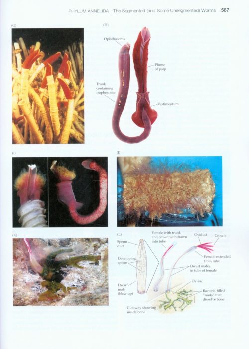 Invertebrates (Fourth Edition) - Image 3