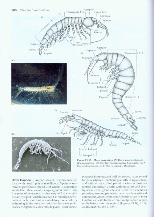 Invertebrates (Fourth Edition) - Image 4