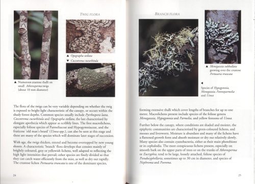 Lichens of Rainforest in Tasmania and South-Eastern Australia - Image 2