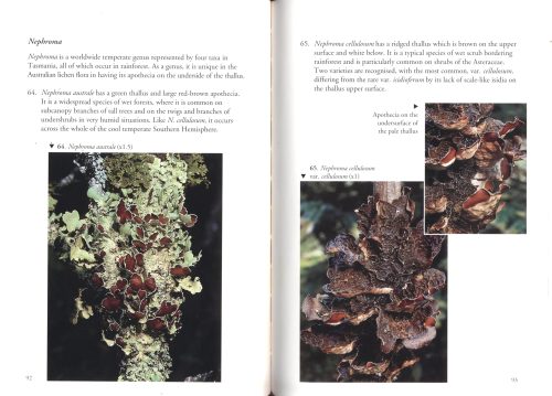 Lichens of Rainforest in Tasmania and South-Eastern Australia - Image 3