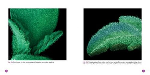 Cannabis: Marijuana under the Microscope - Image 2